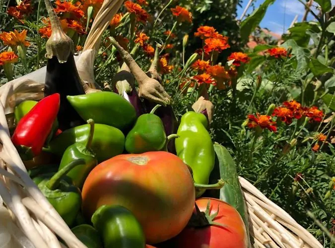 Sofra E Vjeter Sofo I Vjeter * Trajas